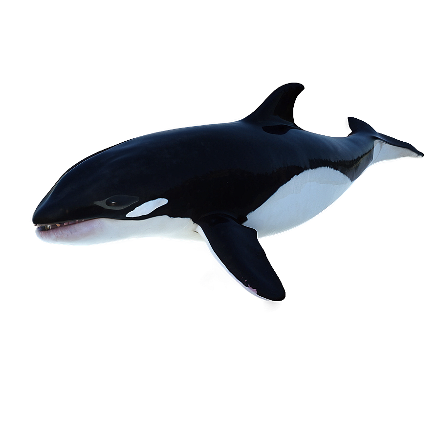 Orca Whale In Sunset Png Rst PNG Image