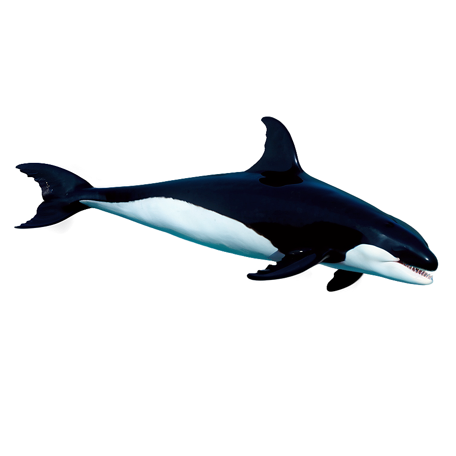 Orca Whale Png 05232024 PNG Image