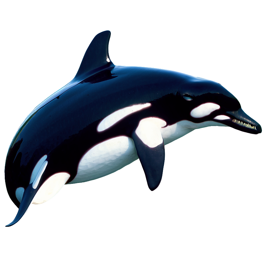 Orca Whale Png 68 PNG Image