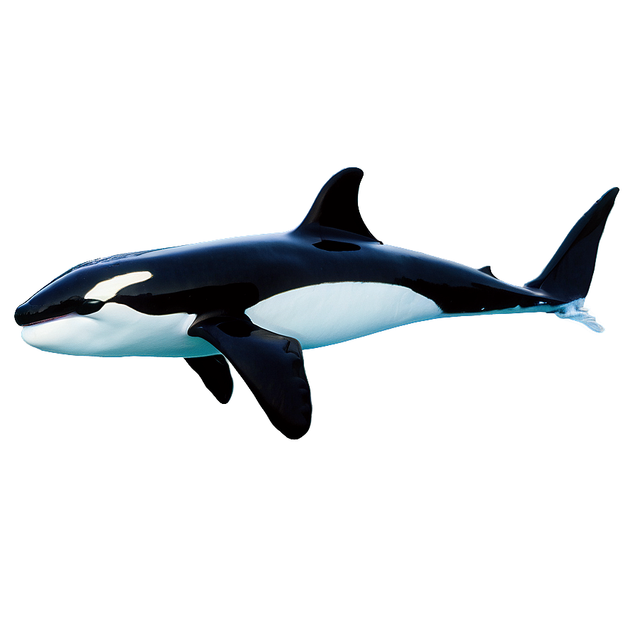 Orca With Aurora Png 35 PNG Image