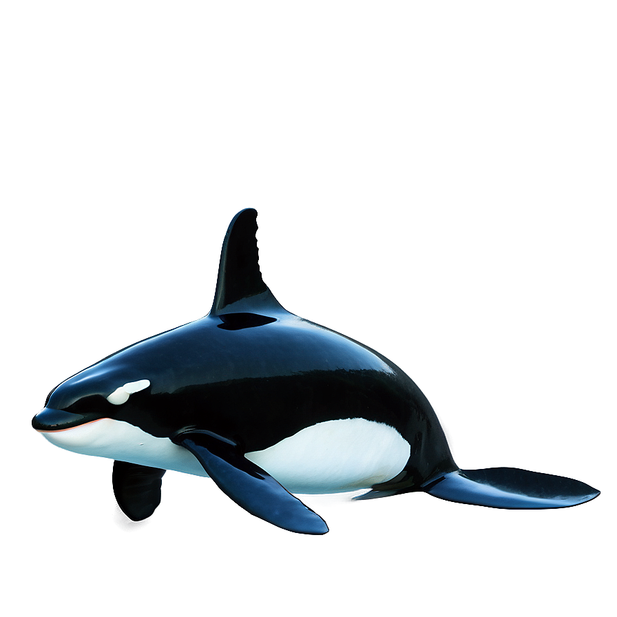 Orca With Fish Png 05242024 PNG Image