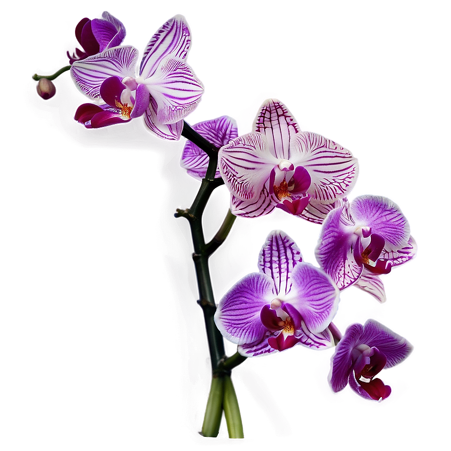 Orchid Art Png 05242024 PNG Image