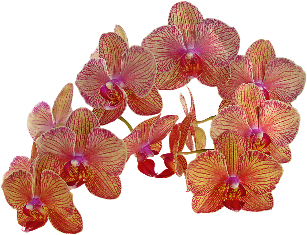 Orchid_ Blooms_ Transparent_ Background.png PNG Image