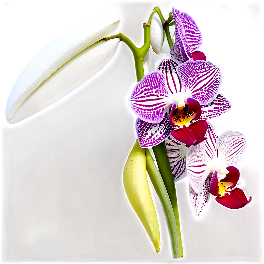 Orchid Branch Png 99 PNG Image