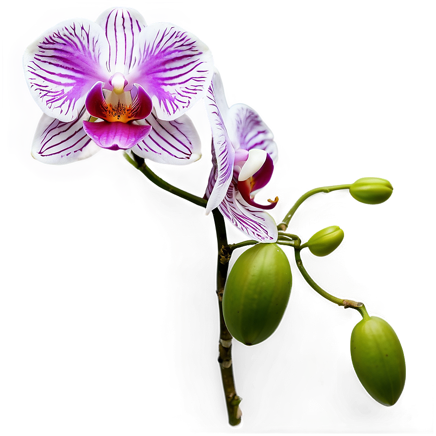 Orchid Clipart Png Vvr7 PNG Image