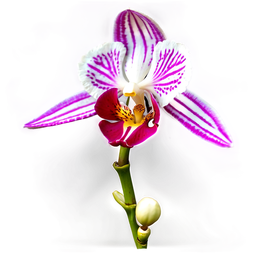 Orchid Closeup Png Bva21 PNG Image