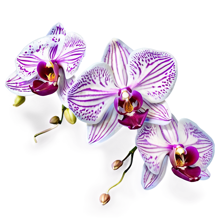 Orchid Fantasy Png Kit PNG Image