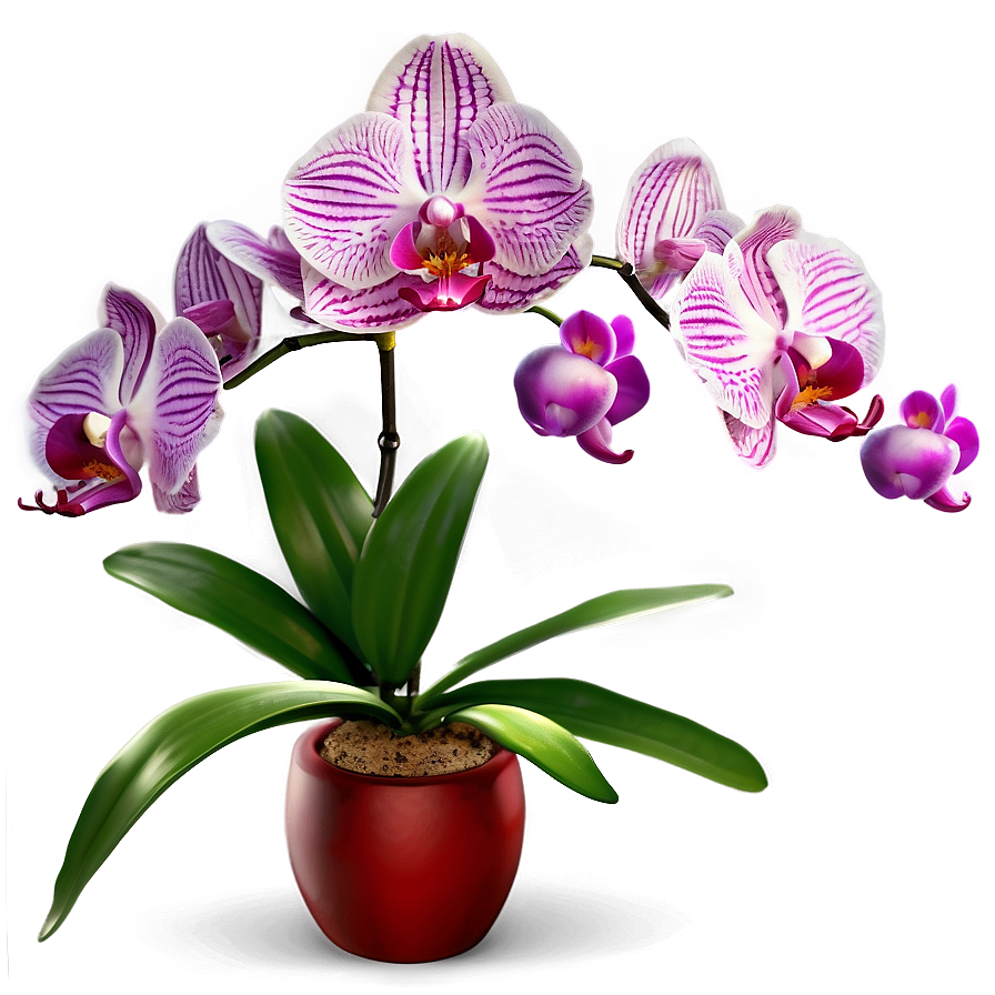 Orchid Fantasy Png Qwp31 PNG Image