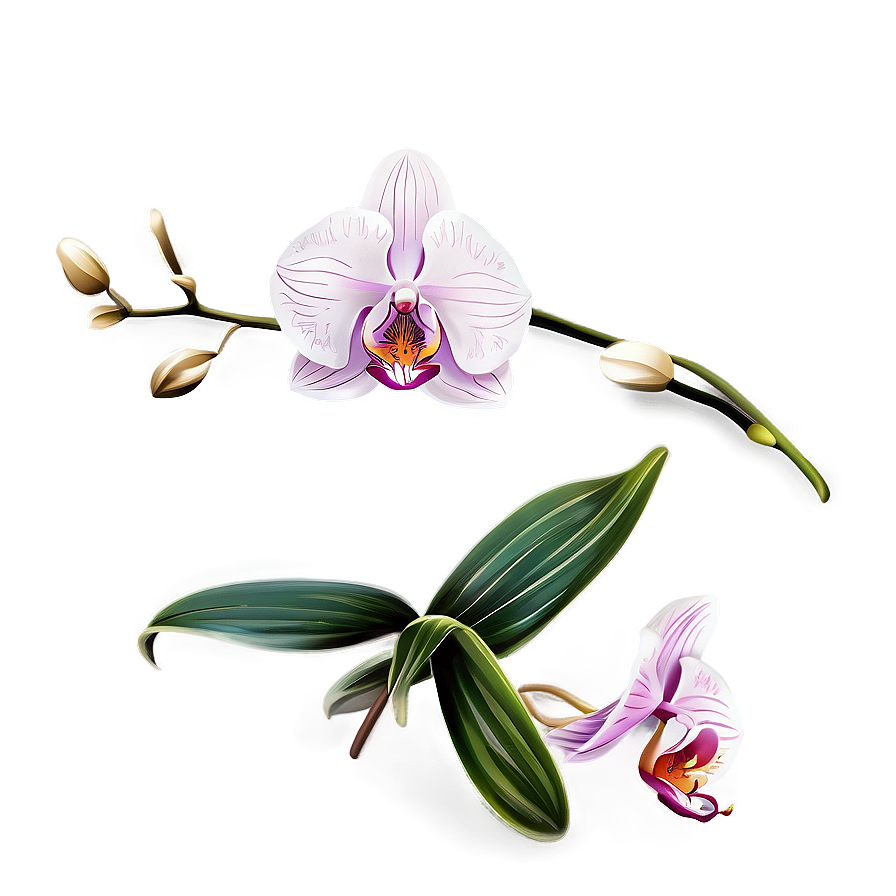 Orchid Flower Outline Png Tgc84 PNG Image