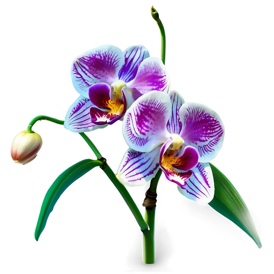 Orchid Flower Transparent Png Pbi83 PNG Image