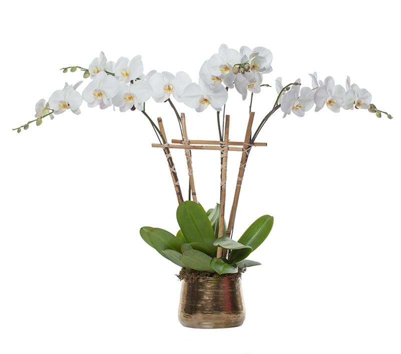 Orchid Plantin Decorative Planter.png PNG Image