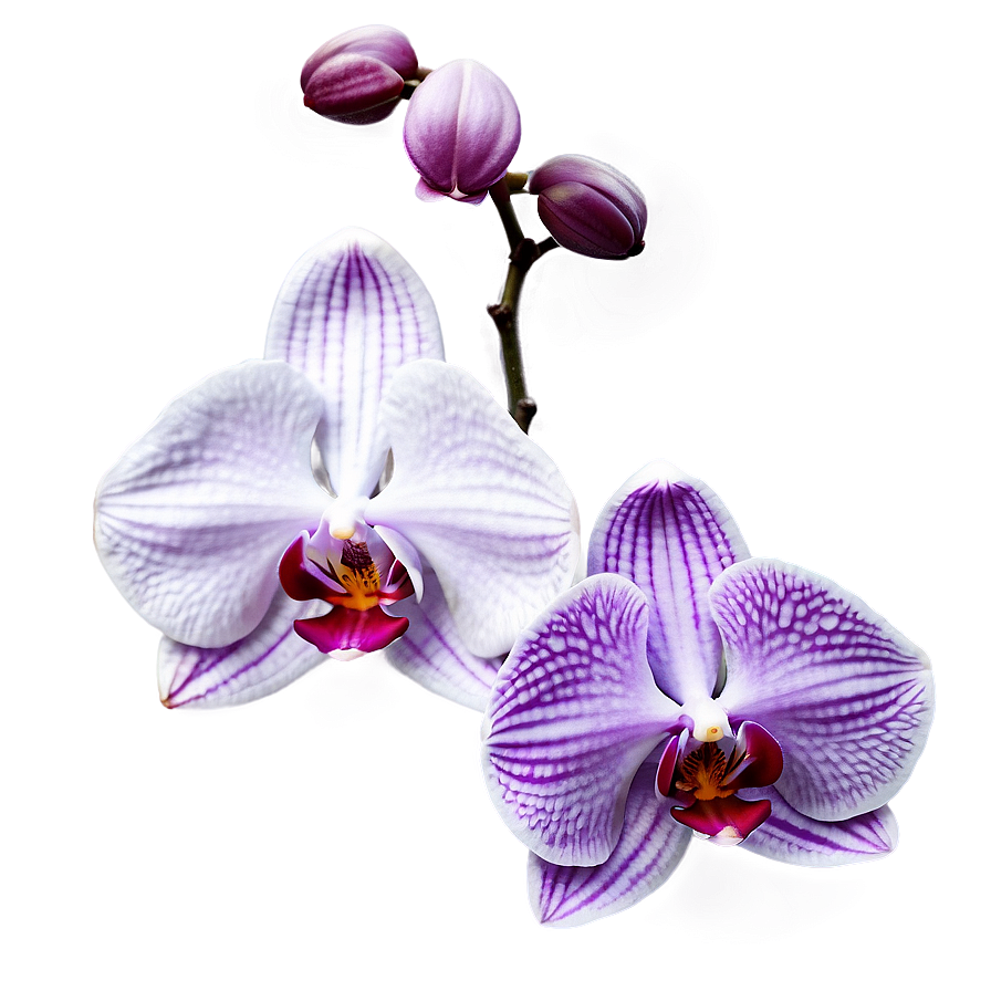 Orchid Purple Png Svk14 PNG Image