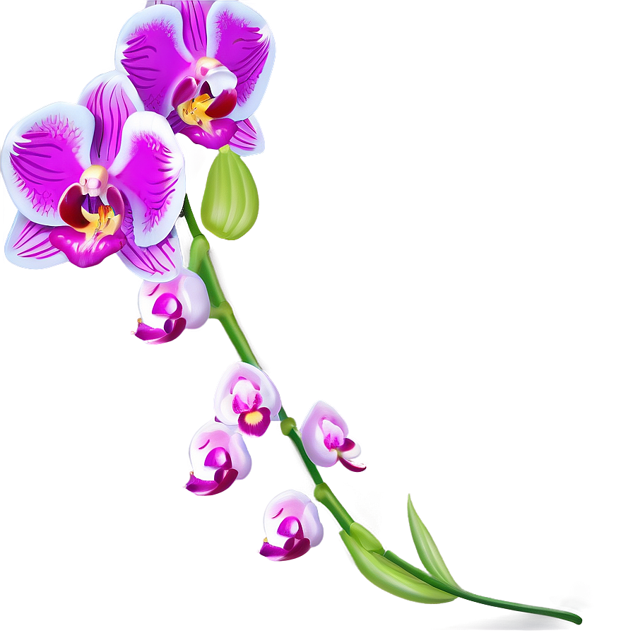 Orchid Spray Png 05242024 PNG Image