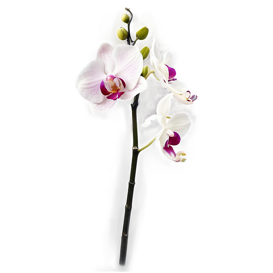 Orchid Spray Png Sbq23 PNG Image