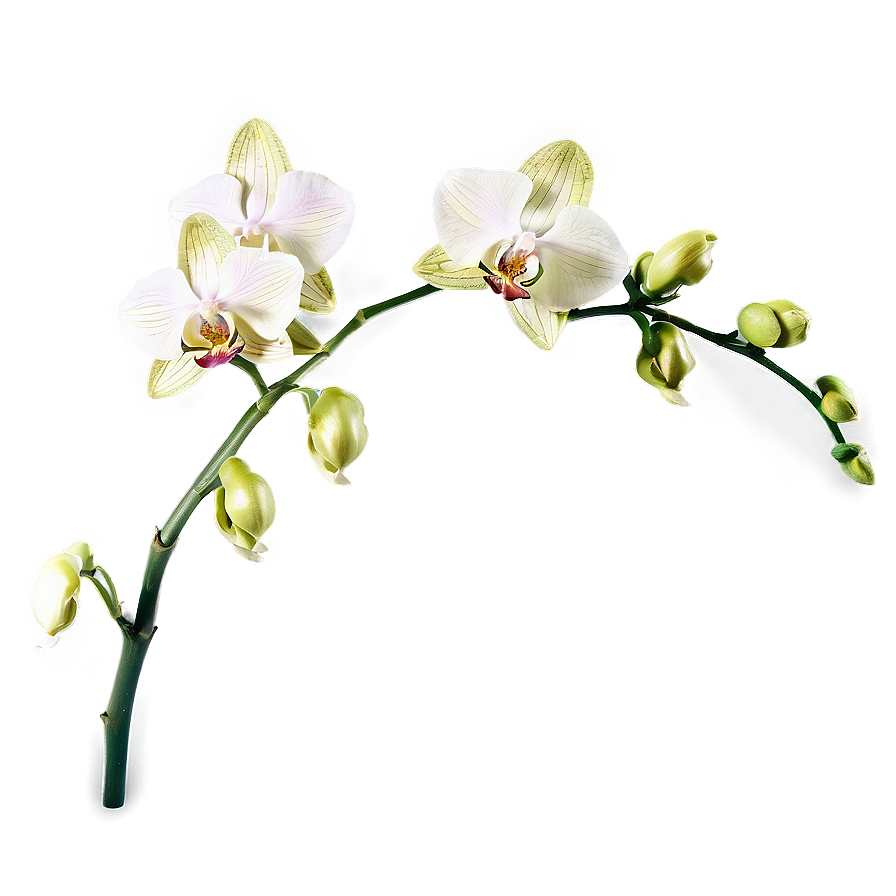 Orchid Stem Png 05242024 PNG Image