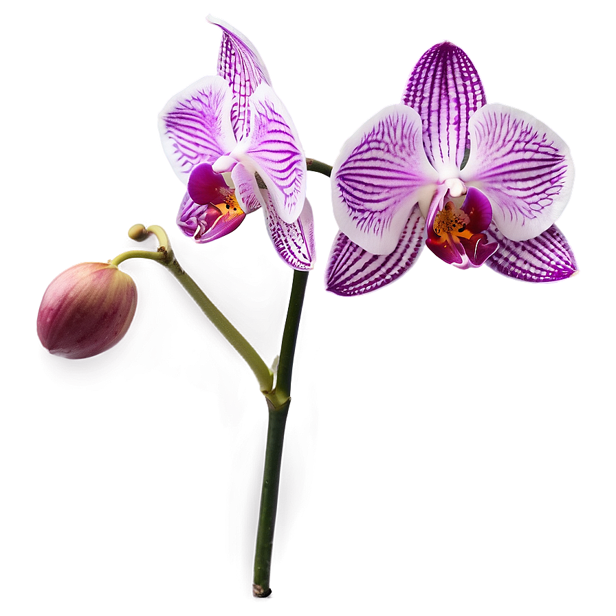 Orchid Stem Png 90 PNG Image