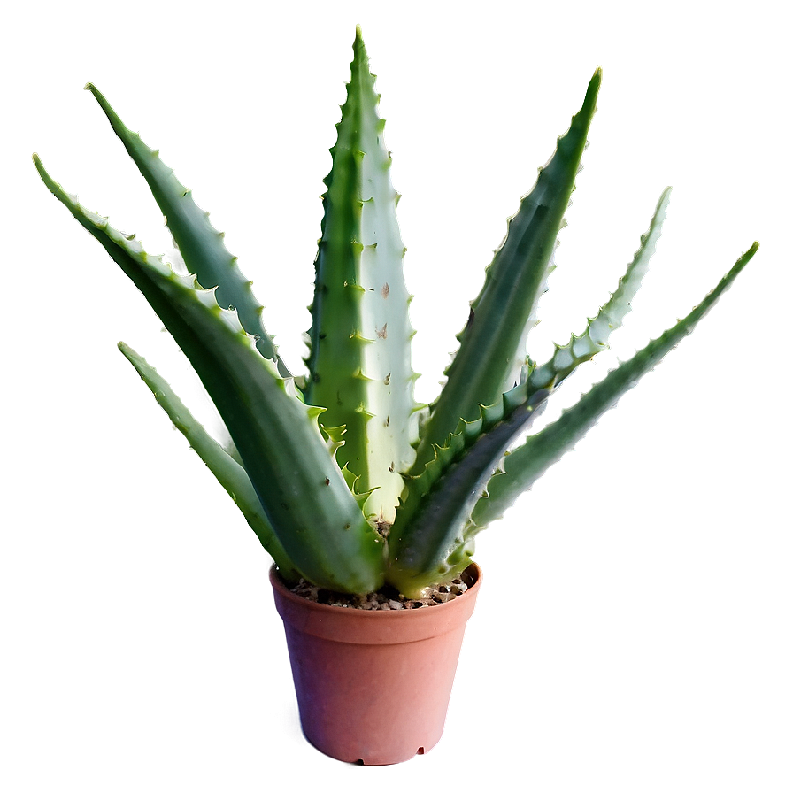 Organic Aloe Vera Plant Png Vbe95 PNG Image