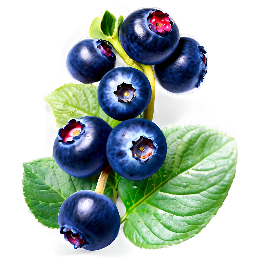 Organic Blueberry Cluster Png 21 PNG Image