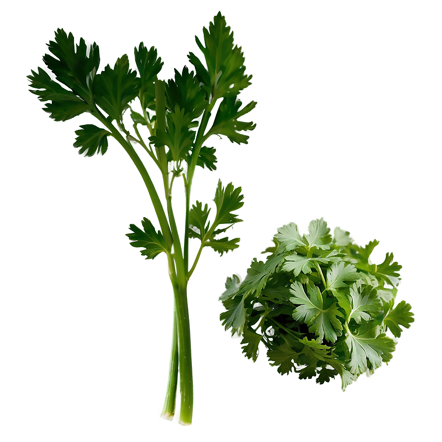 Organic Cilantro Png Uos71 PNG Image