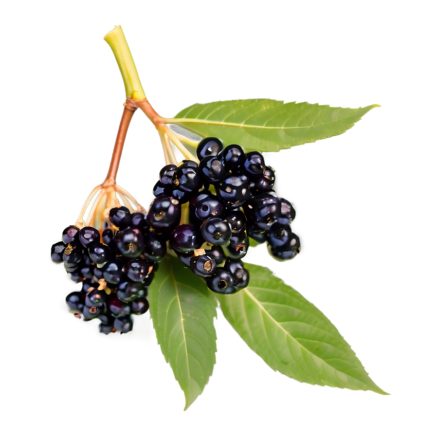 Organic Elderberry Png 06252024 PNG Image