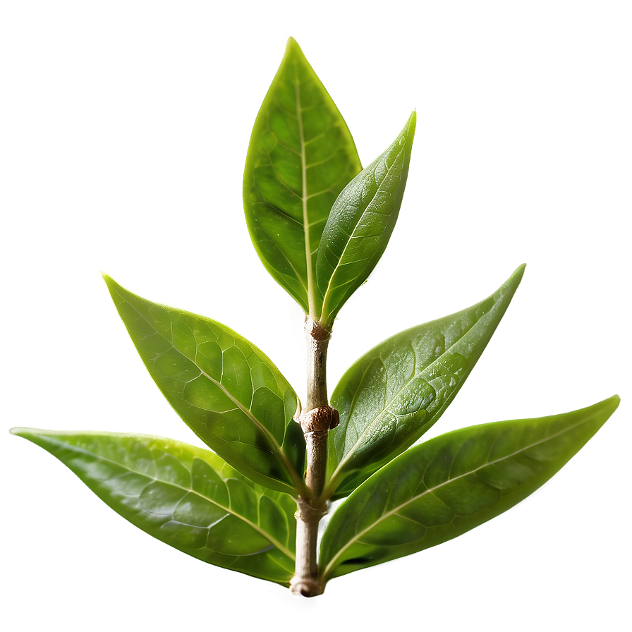 Organic Green Tea Leaves Png Nep PNG Image