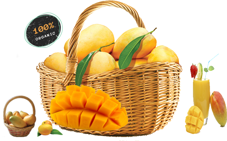 Organic Mango Basket Presentation PNG Image