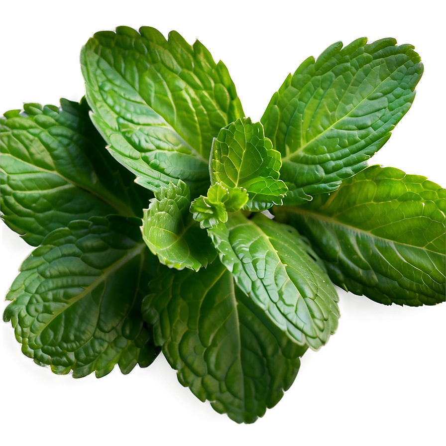 Organic Mint Leaves Png 06262024 PNG Image