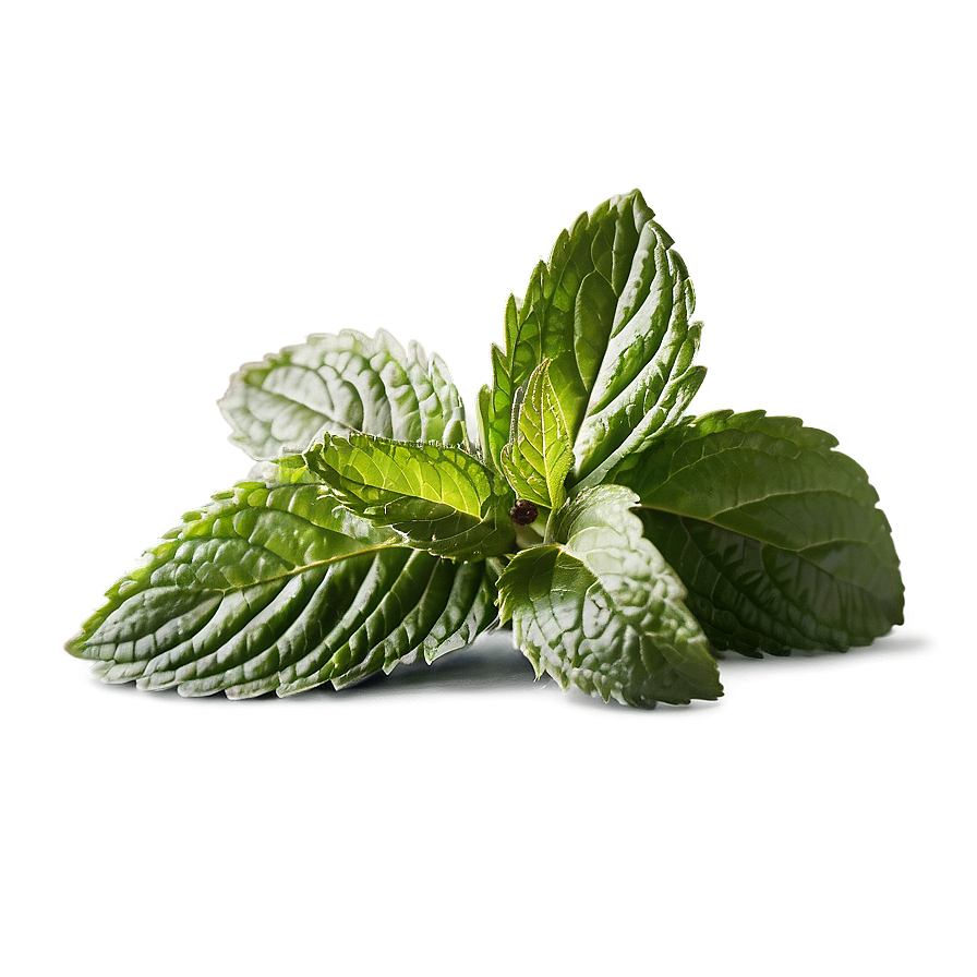 Organic Peppermint Leaves Png Bkn37 PNG Image