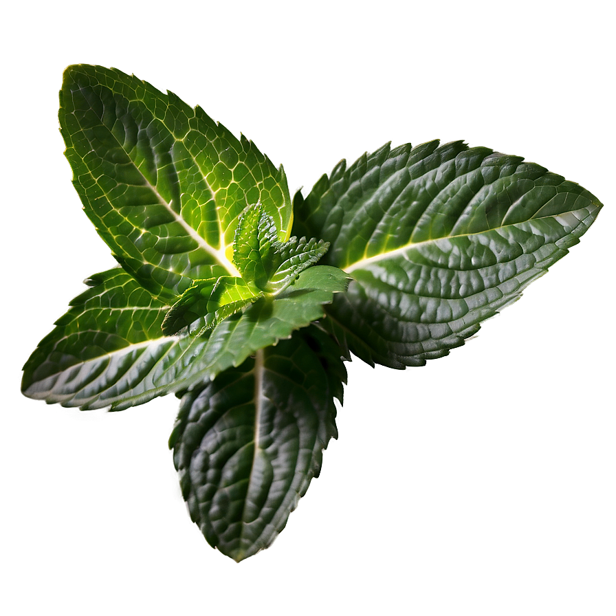 Organic Peppermint Leaves Png Cwx39 PNG Image