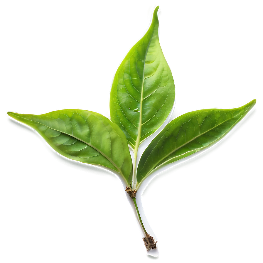 Organic Tea Leaf Png Fgj PNG Image