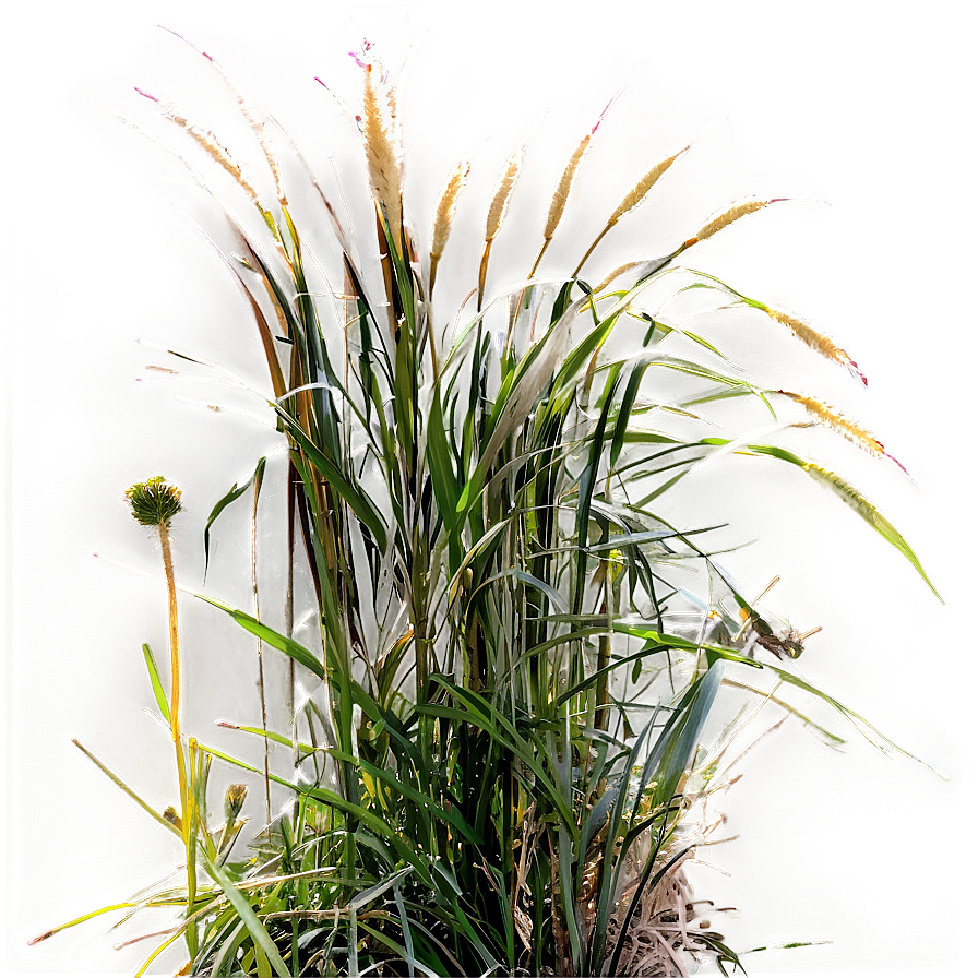 Ornamental Grass Patch Png 99 PNG Image