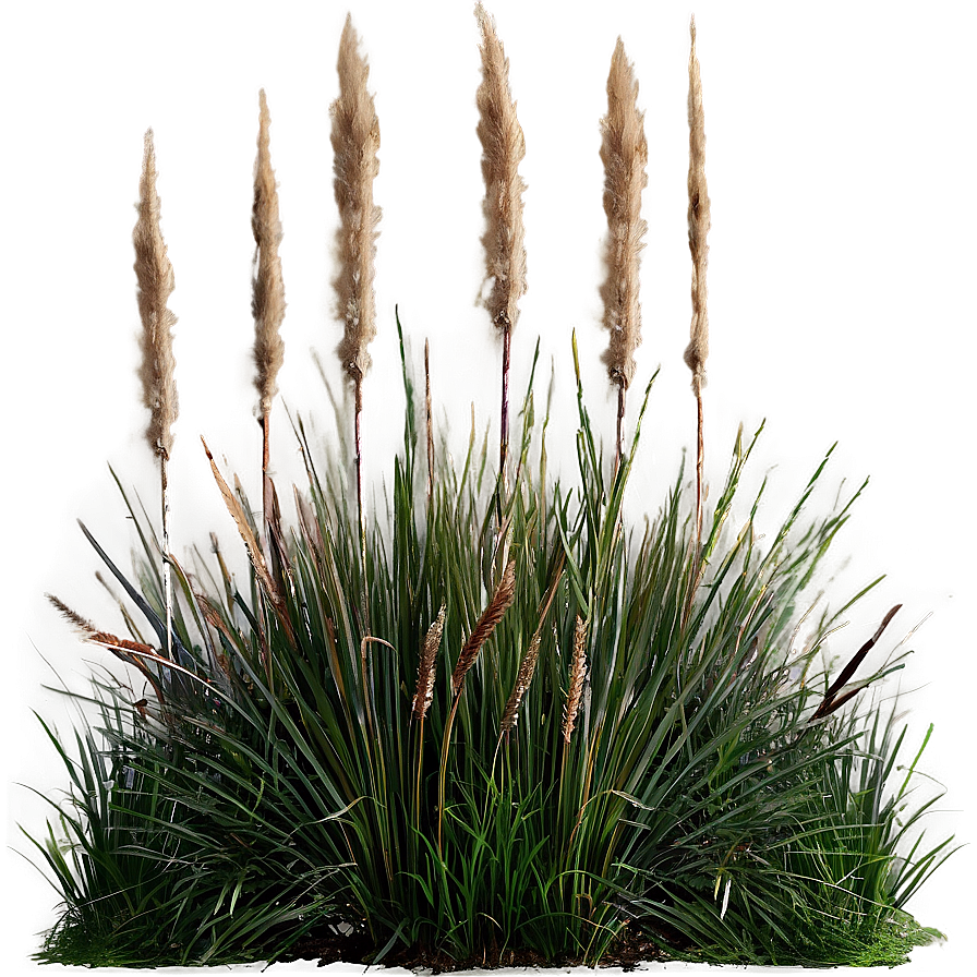 Ornamental Grass Patch Png Enu PNG Image