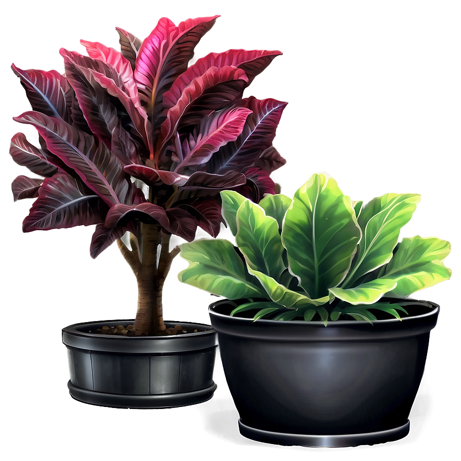 Ornamental Plant Png Ypo78 PNG Image