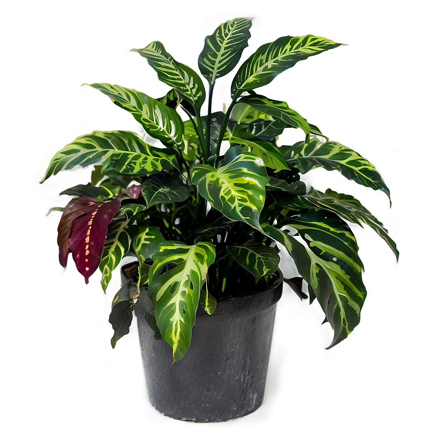 Ornamental Plants Png Joe PNG Image