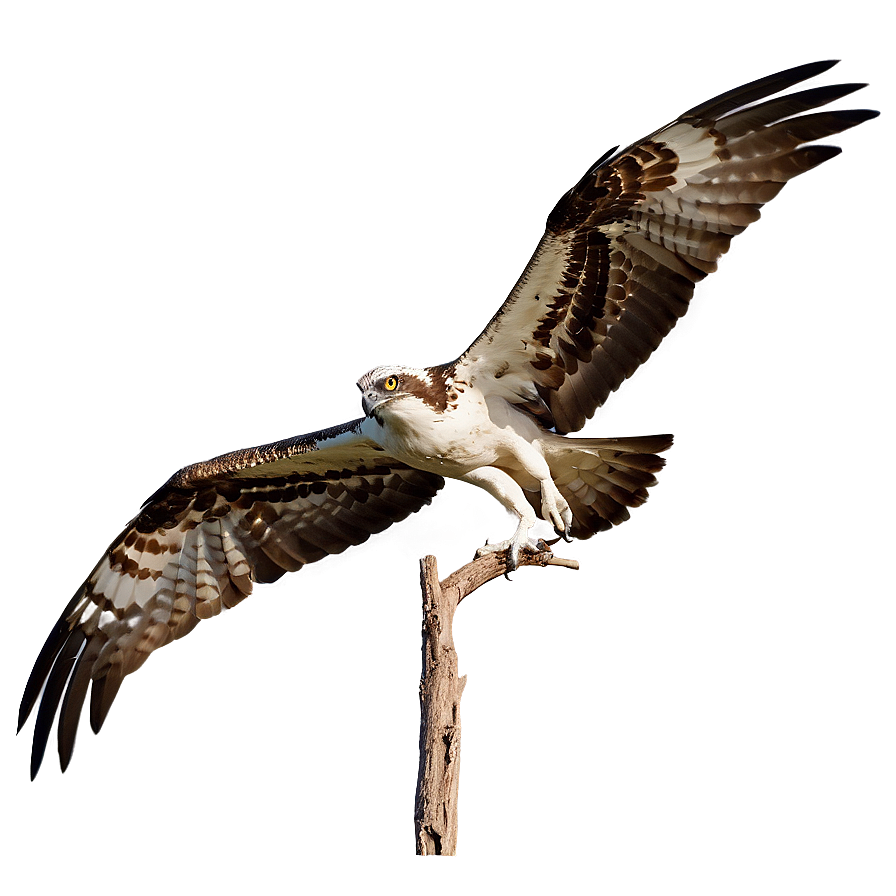 Osprey Diving At Sunset Png Sob63 PNG Image