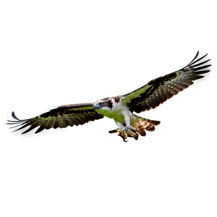 Osprey Flight Silhouette Png Udv86 PNG Image