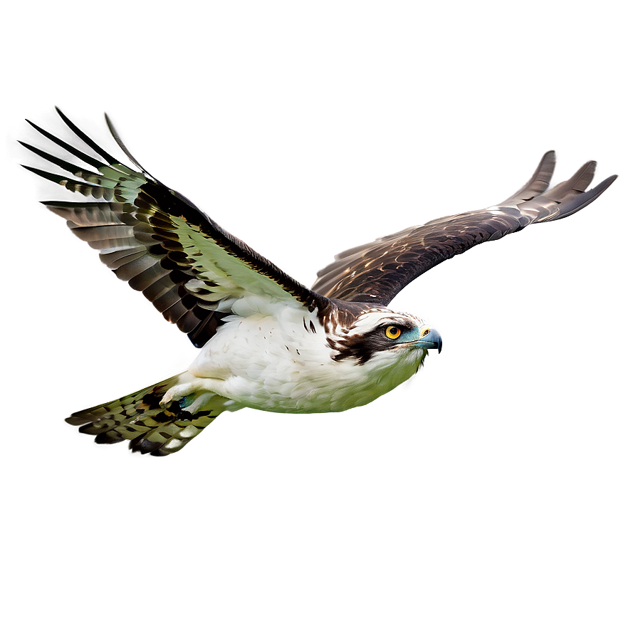 Osprey Glide In Sky Png Exf PNG Image