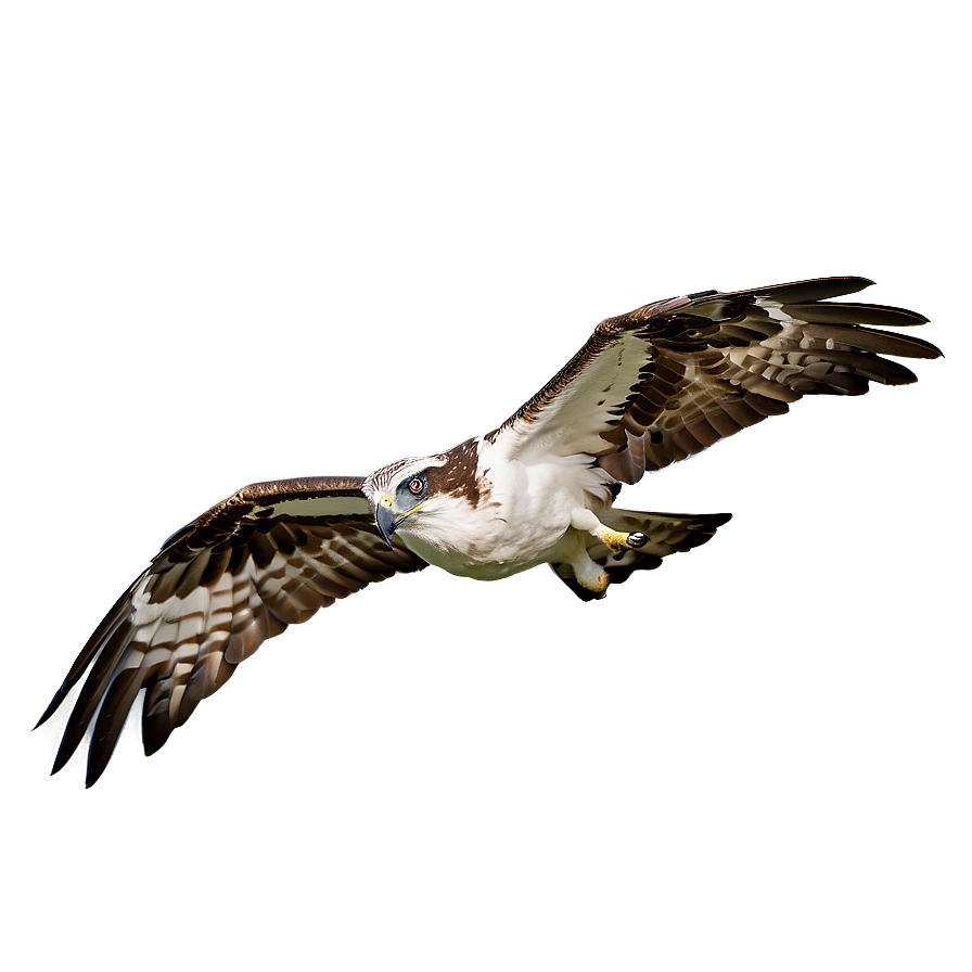 Osprey Glide In Sky Png Rwc50 PNG Image