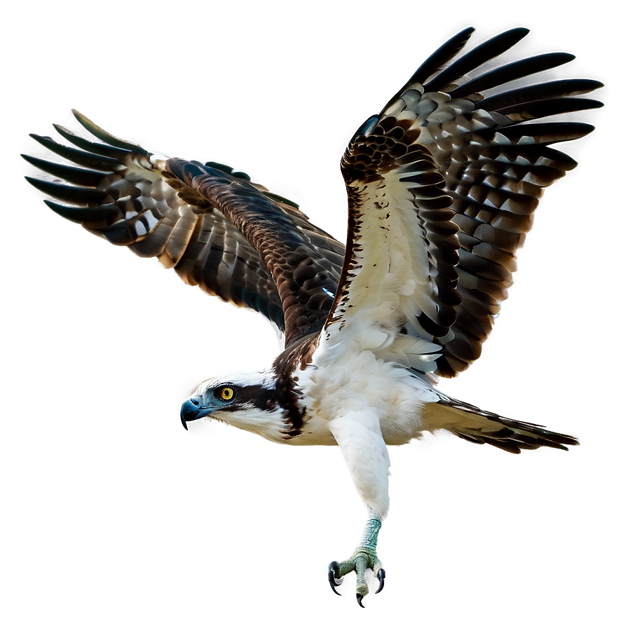 Osprey In Coastal Area Png 06292024 PNG Image