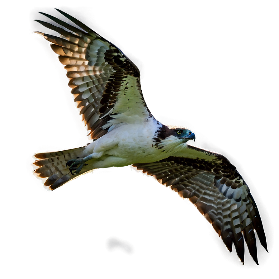 Osprey In Dramatic Lighting Png Jig4 PNG Image