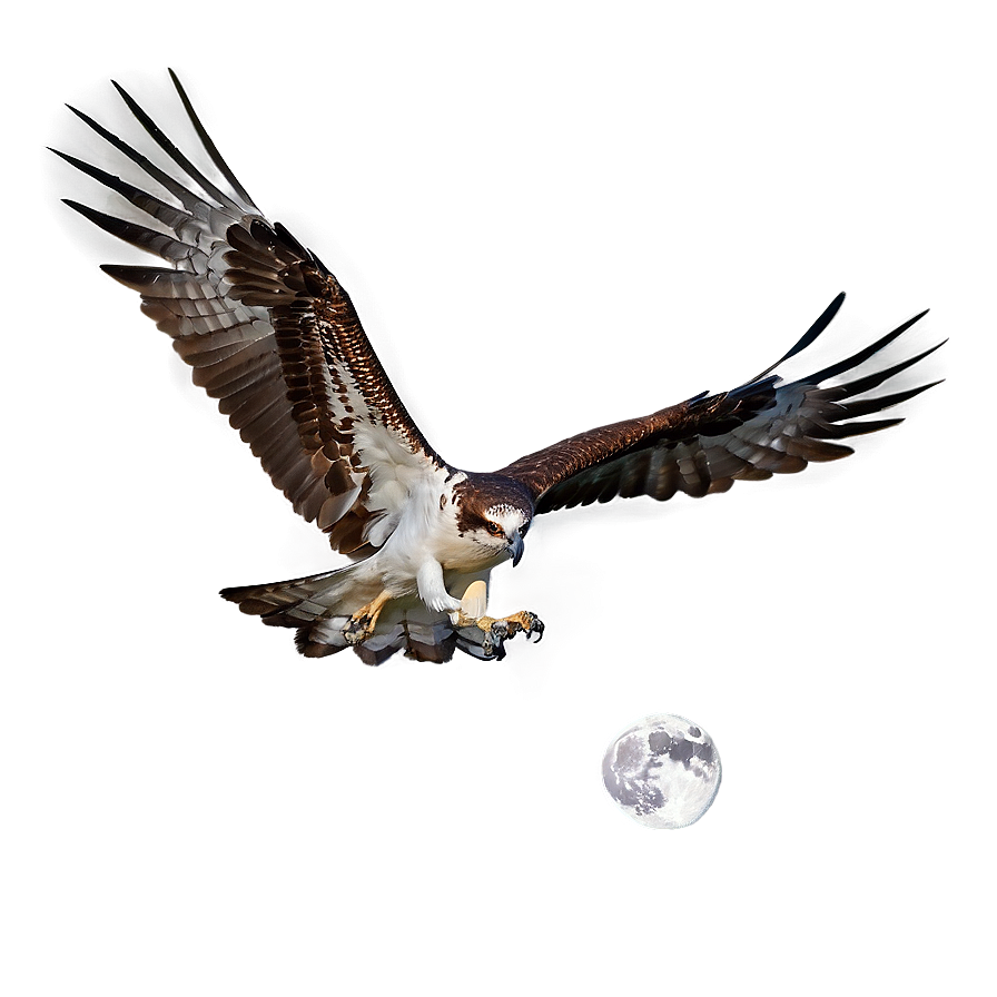 Osprey In Flight Against Moon Png Hfd PNG Image