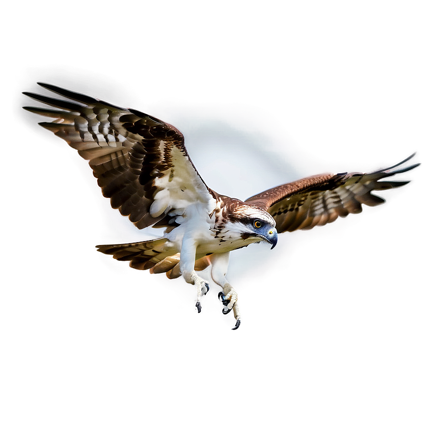 Osprey In Flight Against Moon Png Voi PNG Image