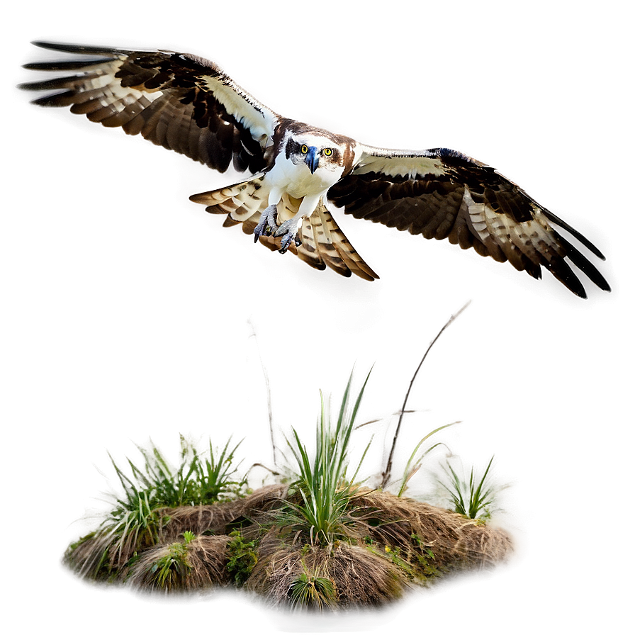 Osprey In Natural Habitat Png 53 PNG Image