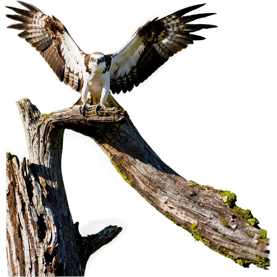 Osprey Landing On Tree Png 54 PNG Image