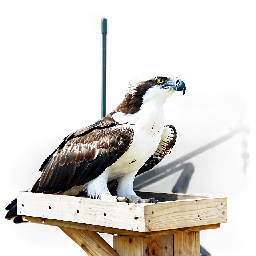 Osprey Nest Protection Png 4 PNG Image