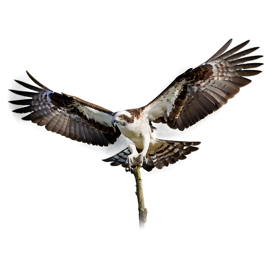 Osprey Pair Bonding Png 06292024 PNG Image