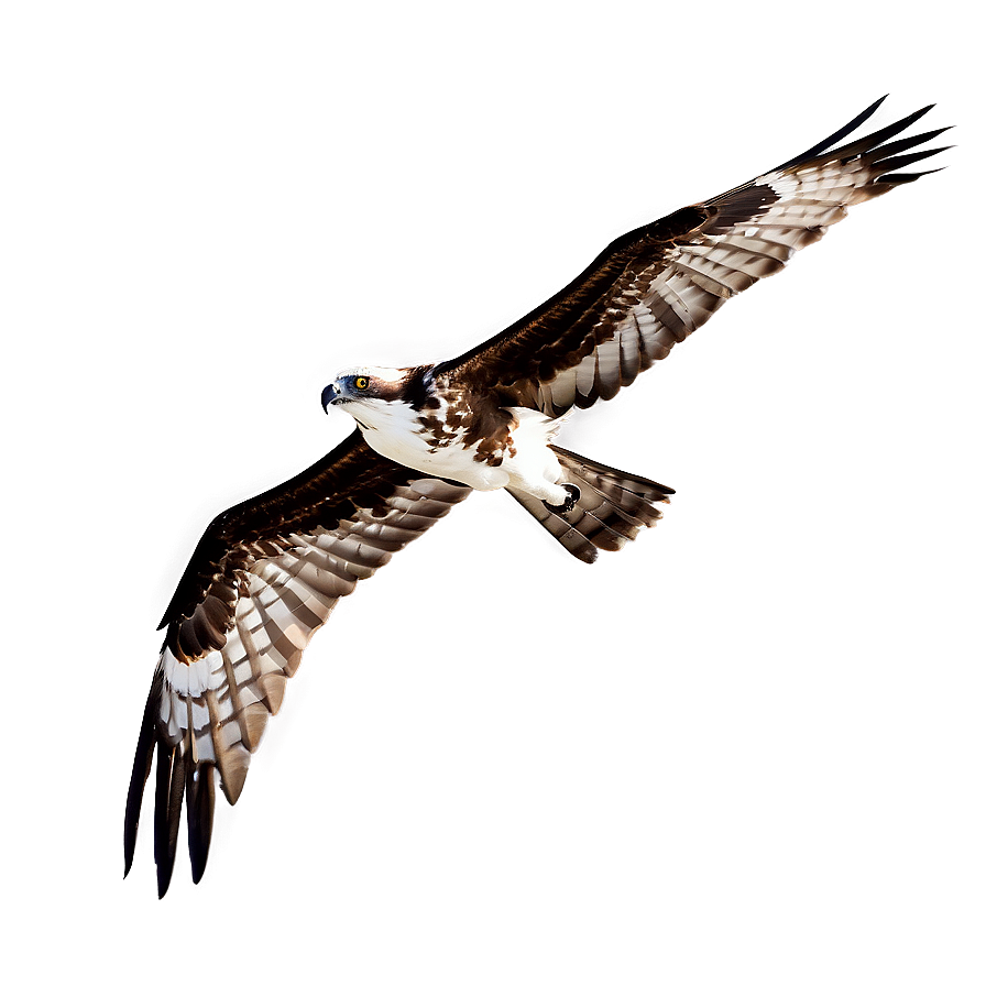 Osprey Silhouette At Dawn Png Dni PNG Image