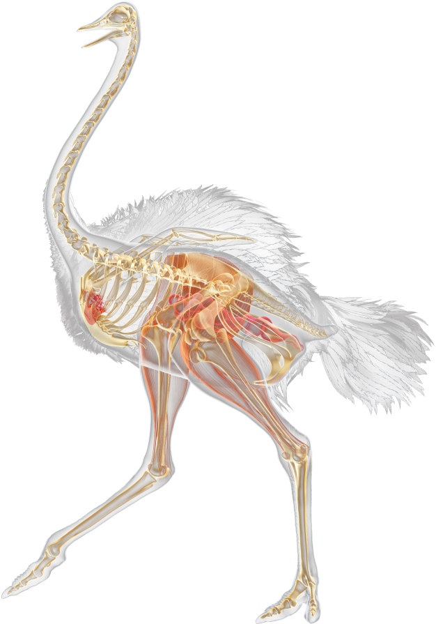 Ostrich Anatomy Illustration PNG Image