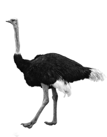 Ostrich Standing Side View PNG Image