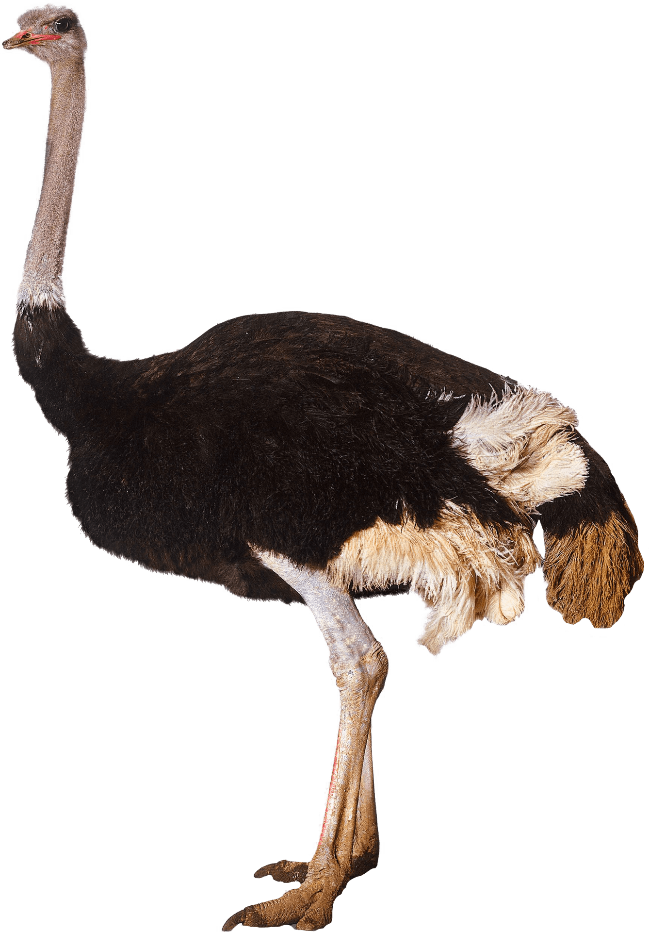 Ostrich Standing Side View.png PNG Image